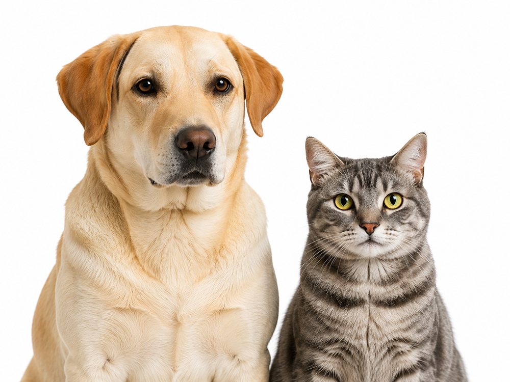 Dog and cat